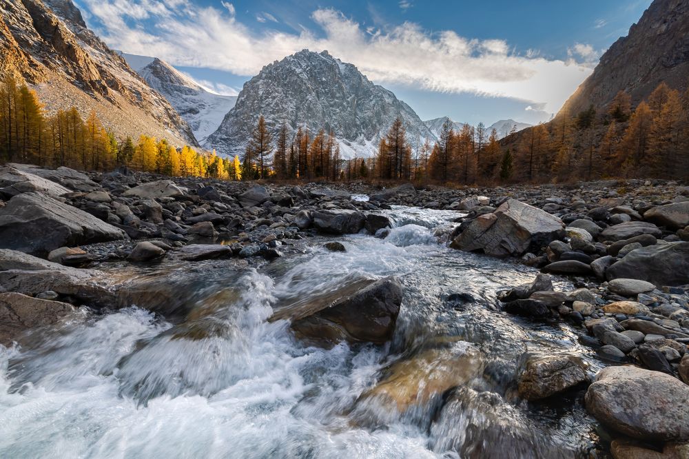 Mountain river with a view of yellow larches