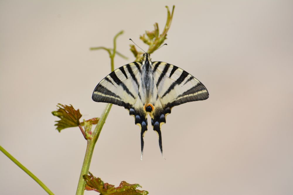 Photograph by Mohammad Amin Ghaffari