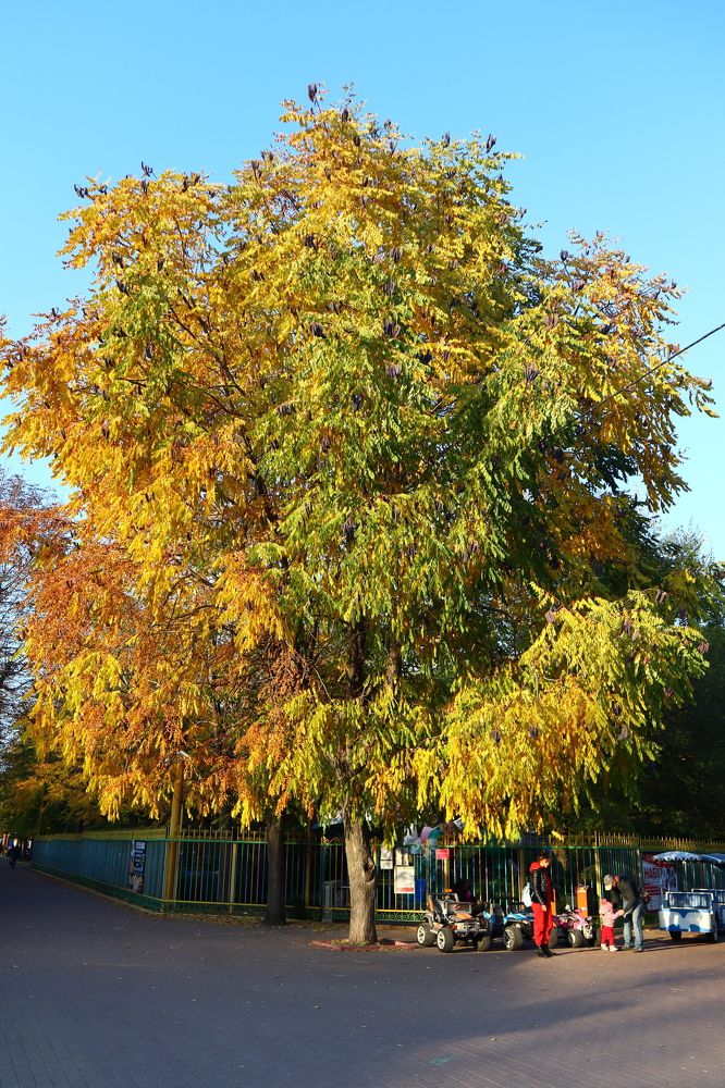 Photograph by Аліса Чарівна