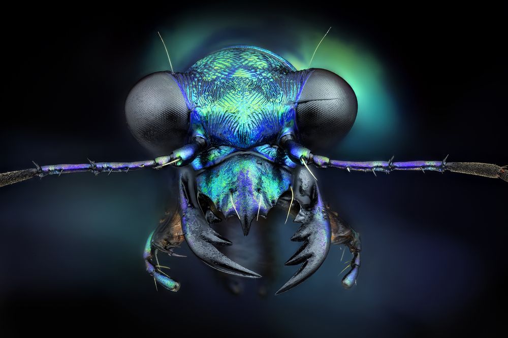 Prothyma quadriguttata (Java - Indonesia)