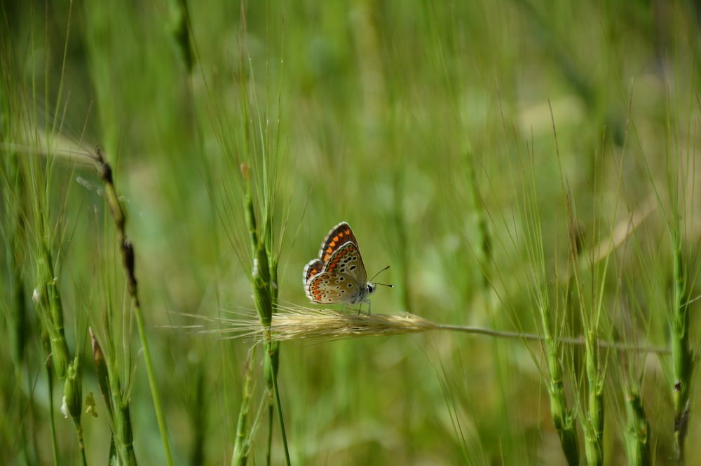 Photograph by Mohammad Amin Ghaffari