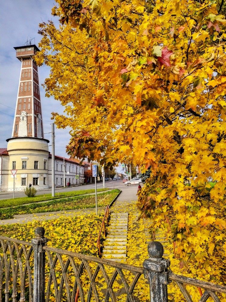 Клён у каланчи.