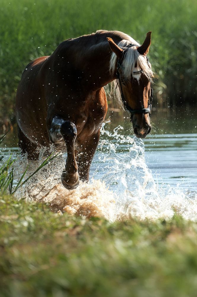 Photograph by Photo Lesnoe