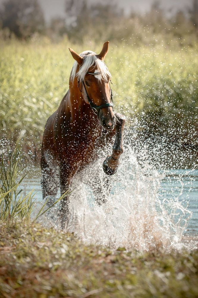 Photograph by Photo Lesnoe