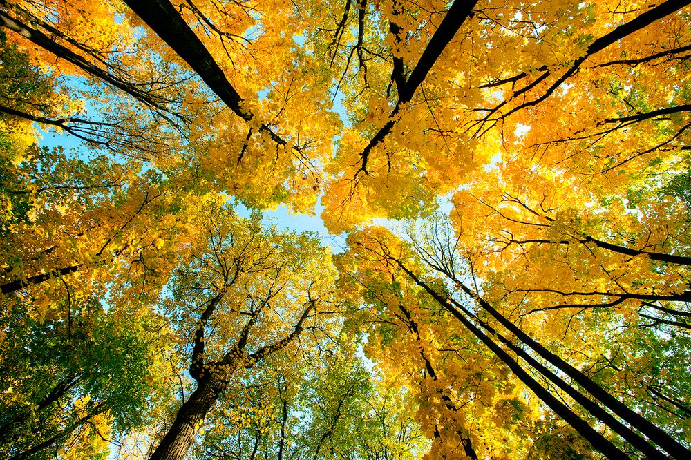 Нескучный сад