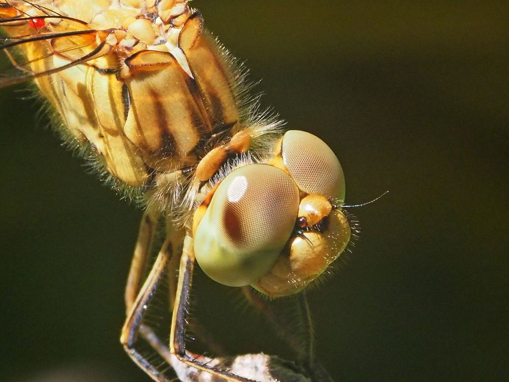 Photograph by Александр Петренко