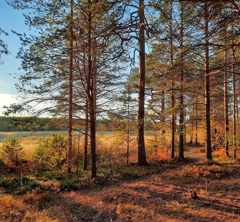 Photograph by Ольга Шаньгина