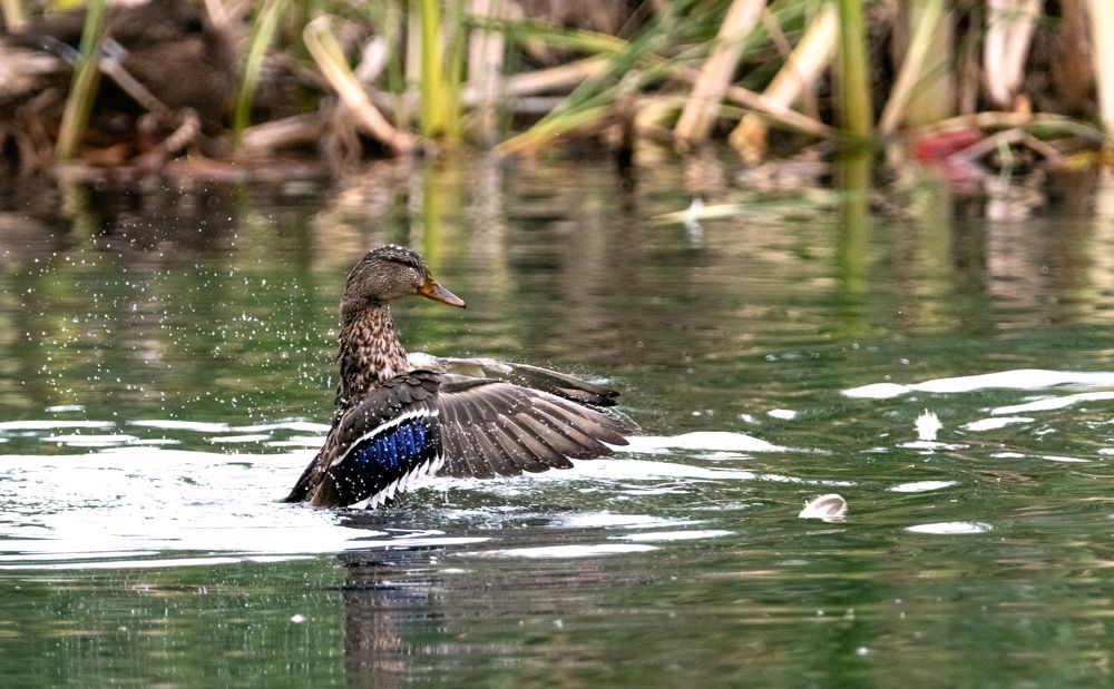 Photograph by Денис Калашников