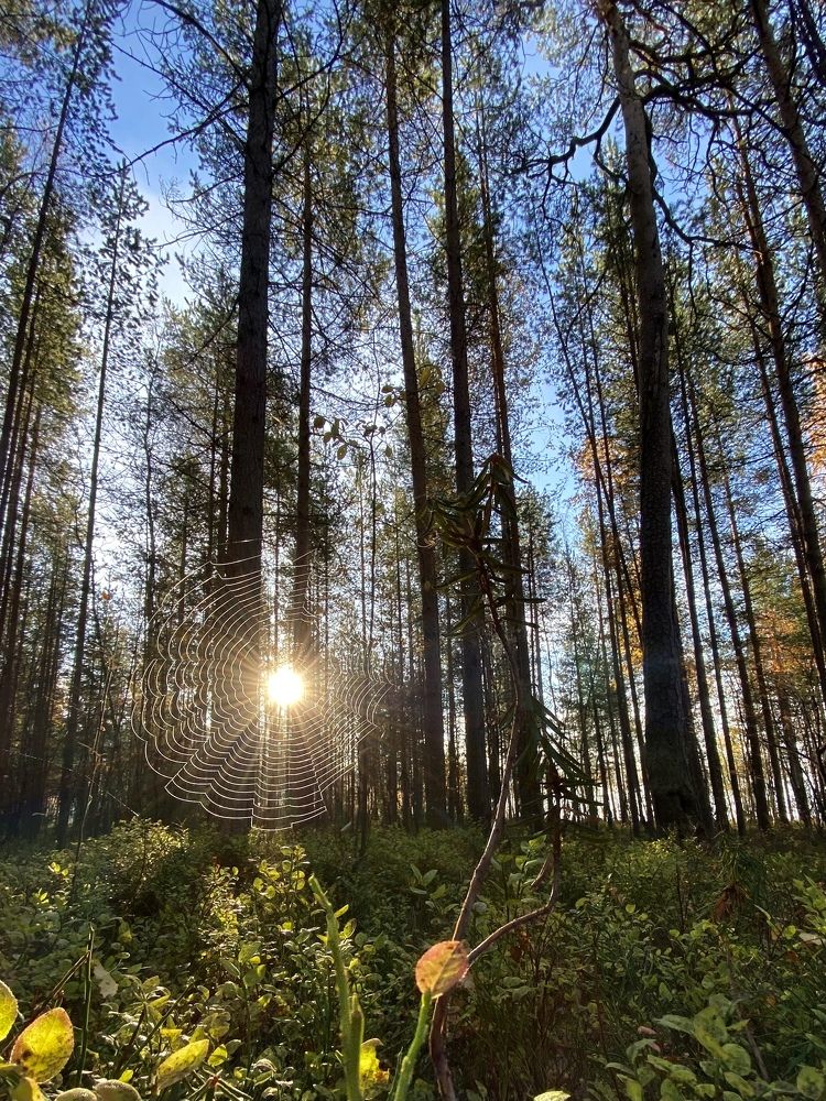 Photograph by Виктория Ярина