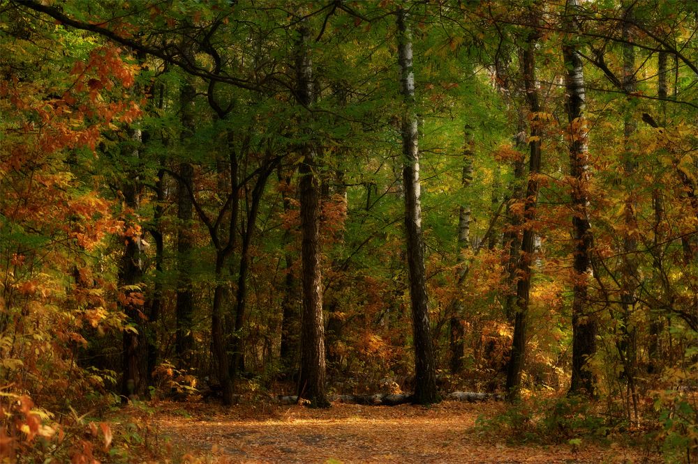 Photograph by Михаил Кудрявцев