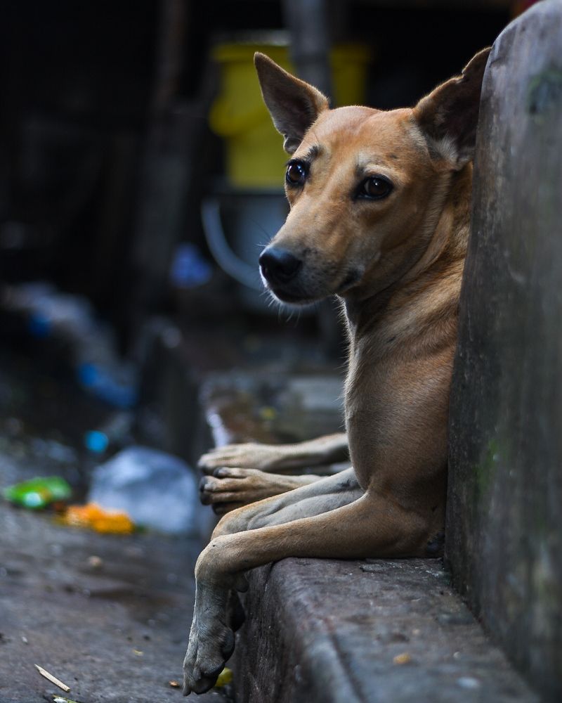 Photograph by Soham Mitra