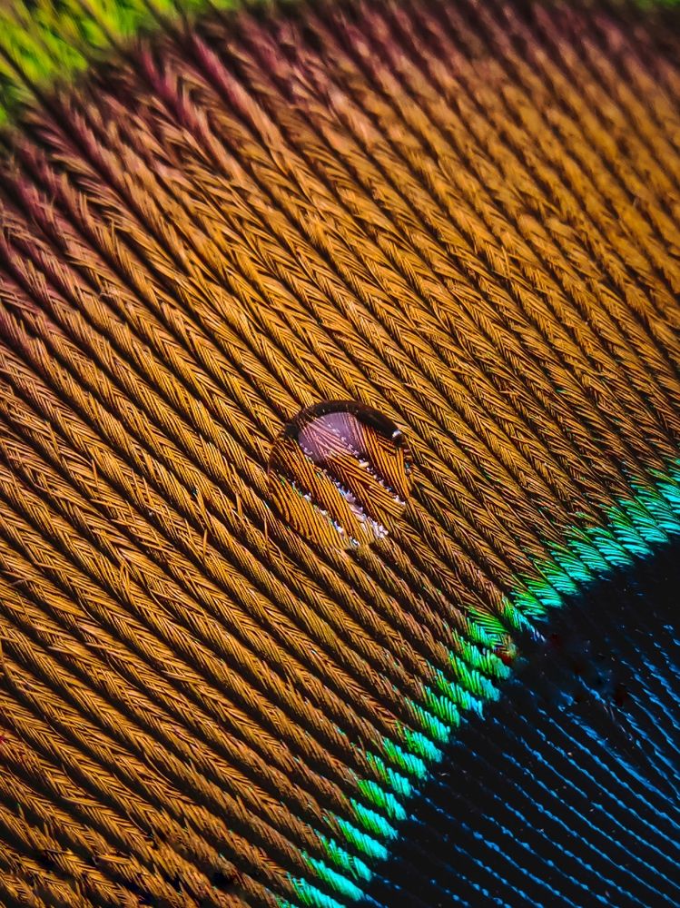 Photograph by Suraj Pritam Sahoo