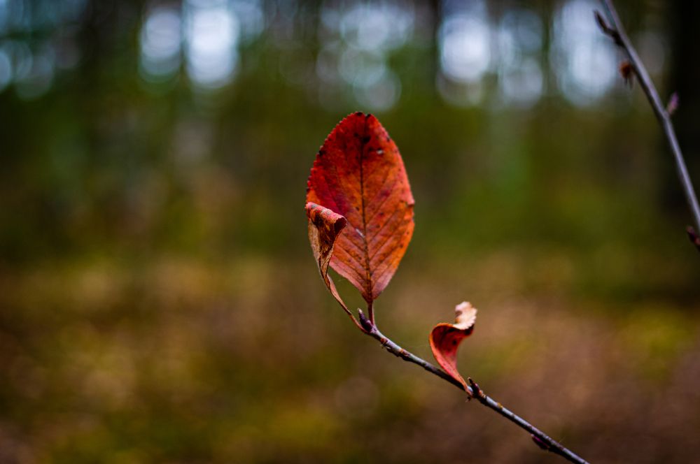 Photograph by Дмитрий Федоров