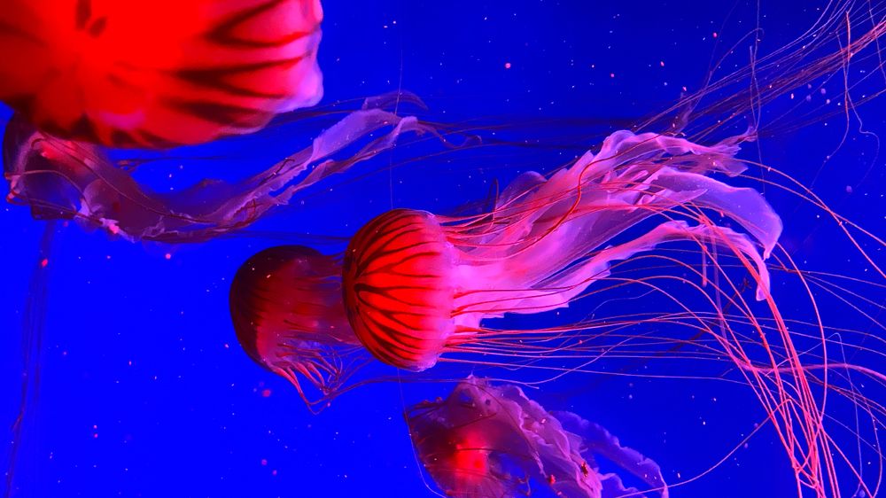 Photograph by Мари Полищук