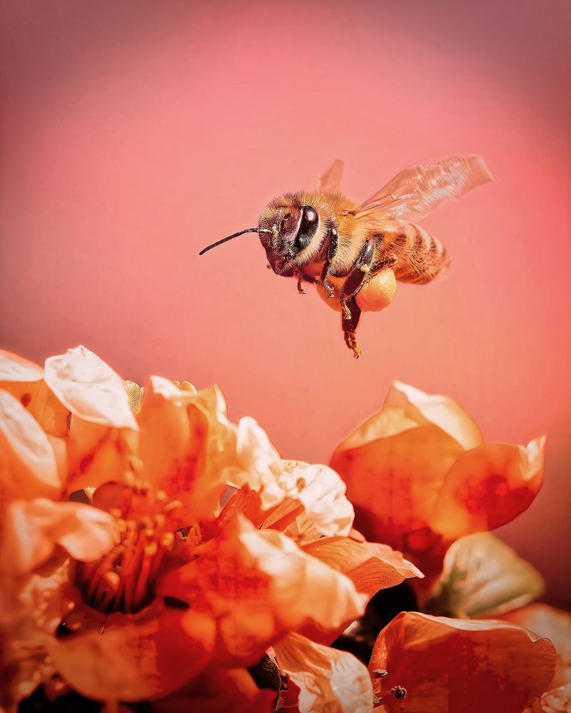 Photograph by Vintila Radu