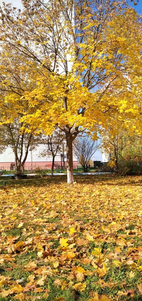 Осень во дворе