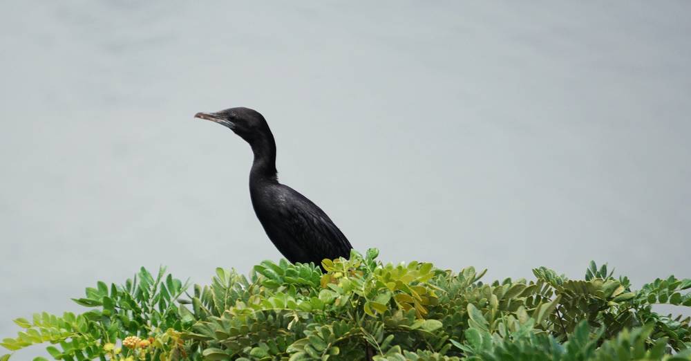 Photograph by Prabhu Viswanathan