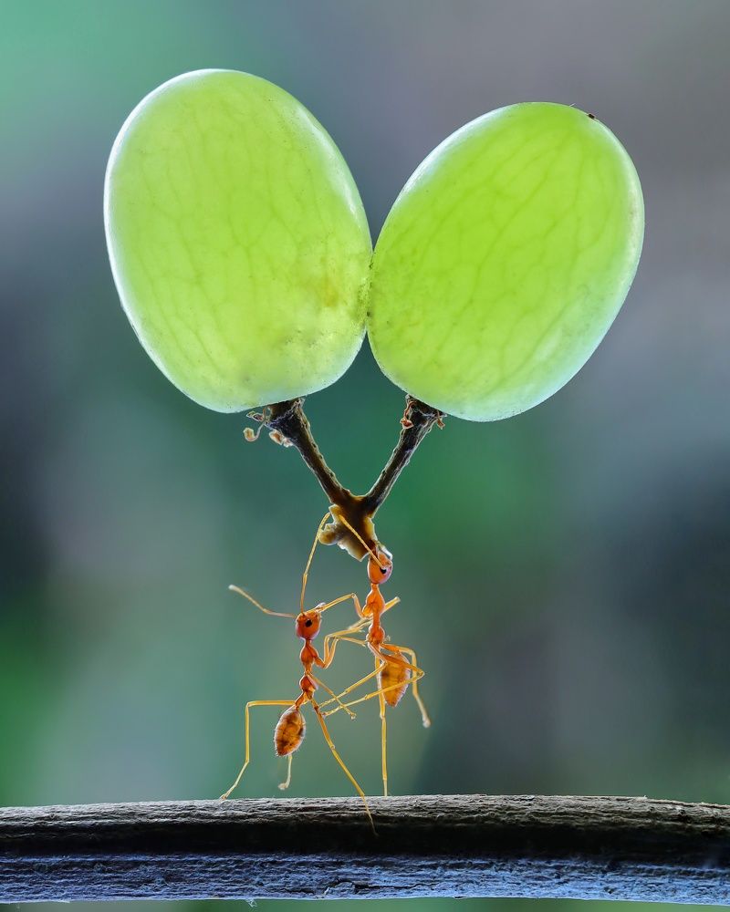 Photograph by Adi rosadi