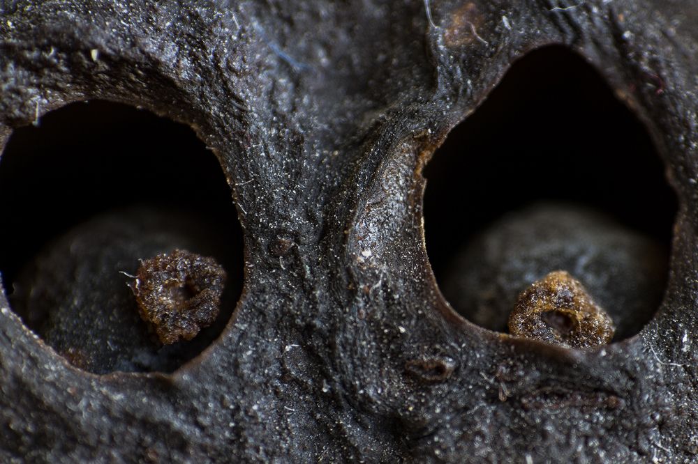 Фотография автора Mahshad Razavi