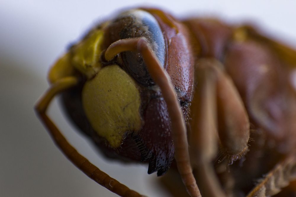 Фотография автора Mahshad Razavi