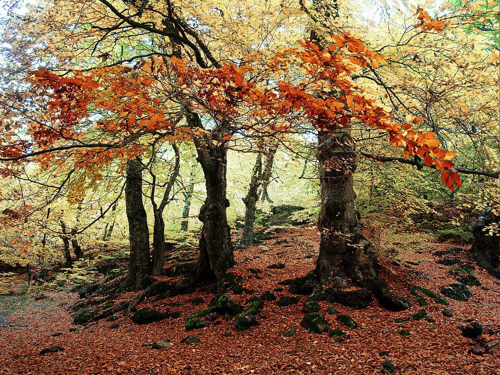 Photograph by Светлана Борозенцева