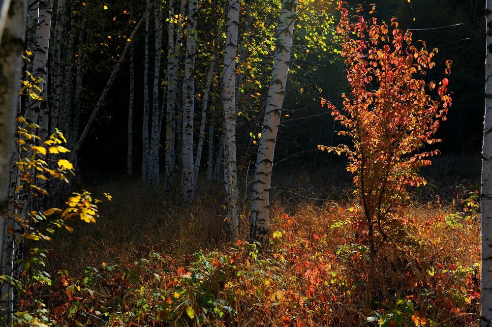 Photograph by Светлана Борозенцева