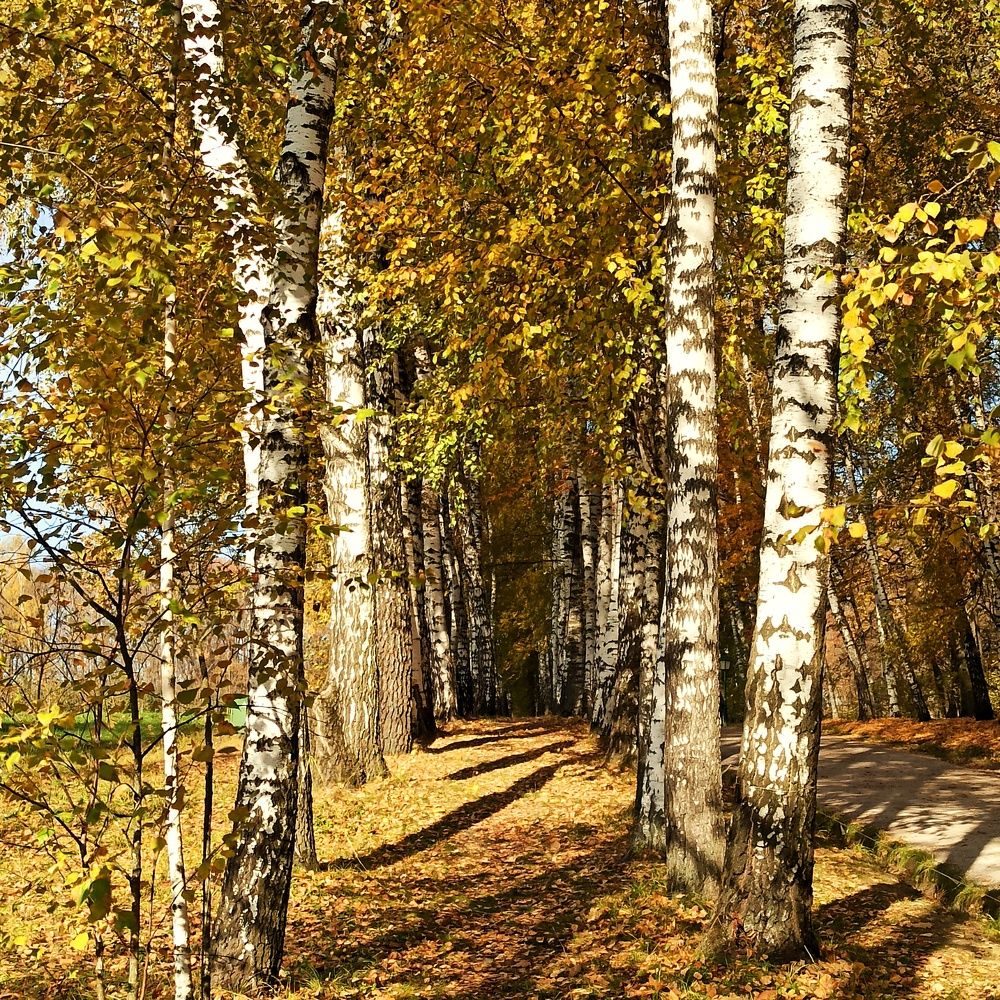 Photograph by Инна Карасева