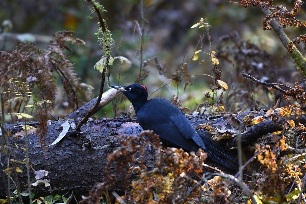 Чёрный дятел, или желна.