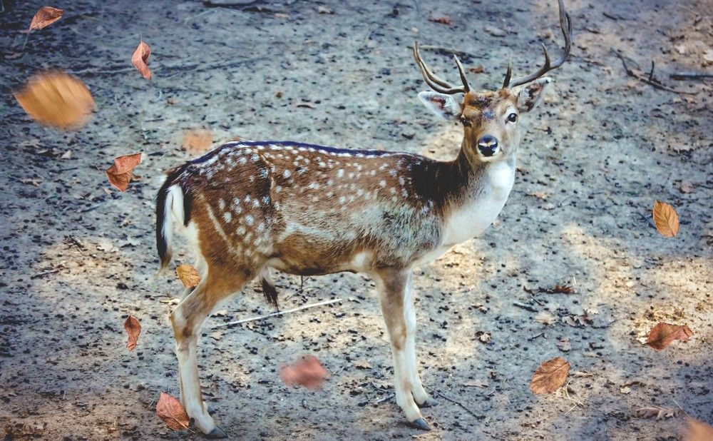 Фотография автора Katerina Georgieva