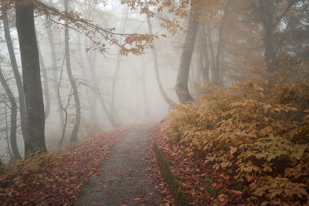 Photograph by Шипунова Ирина