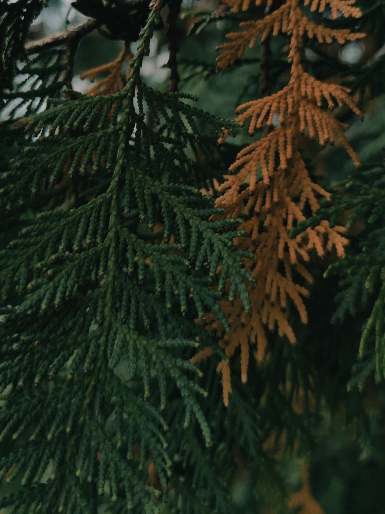 Photograph by Ирина Севрюкова