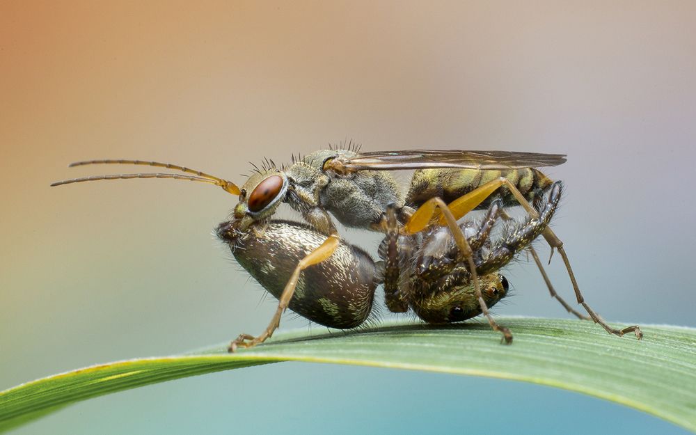 Photograph by Sachintha Wijenayake K.A