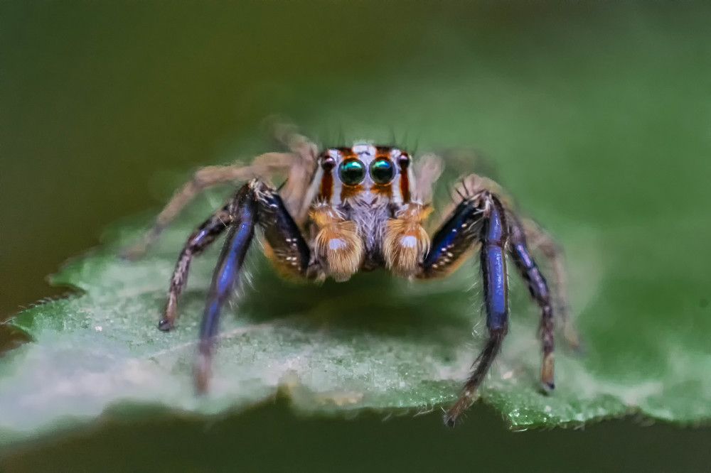 Photograph by SIMSON DAS