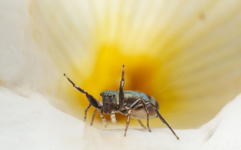 Photograph by Sachintha Wijenayake K.A