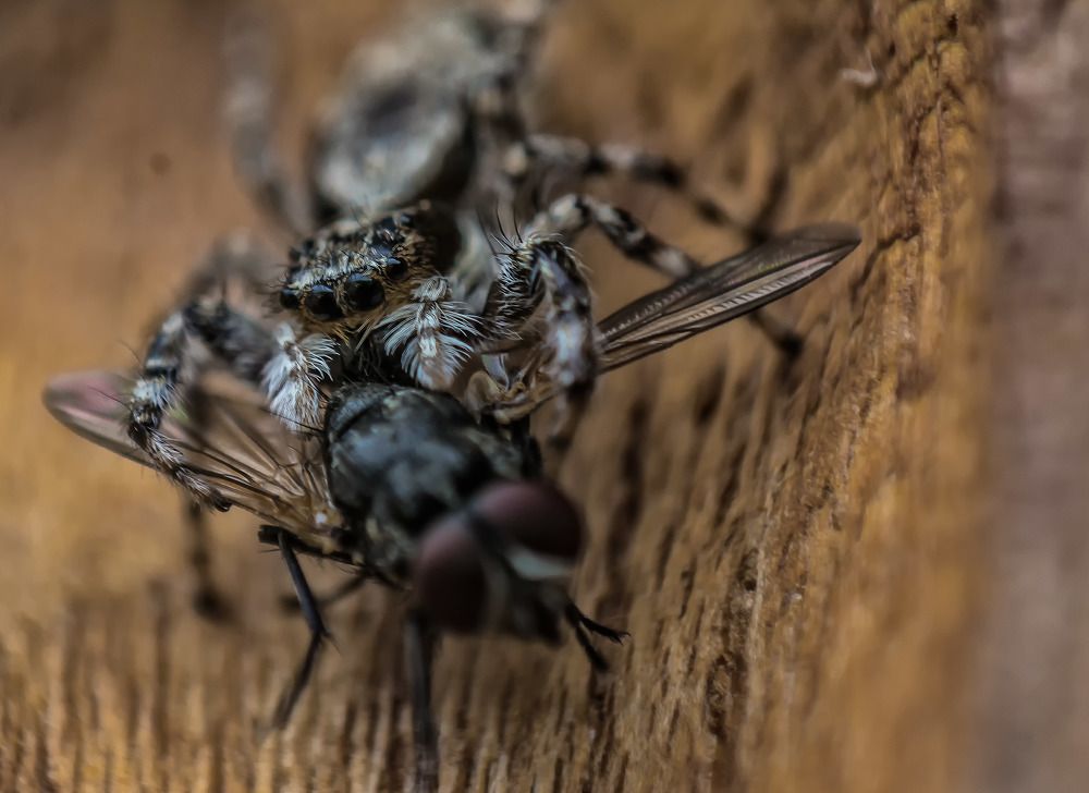 Photograph by SIMSON DAS