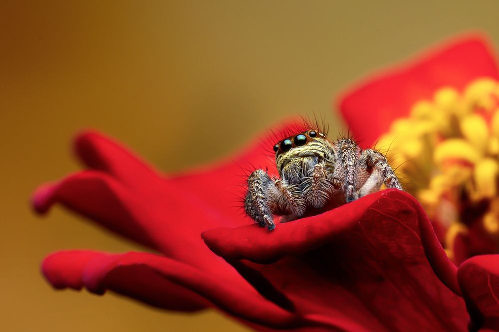 Photograph by Sachintha Wijenayake K.A