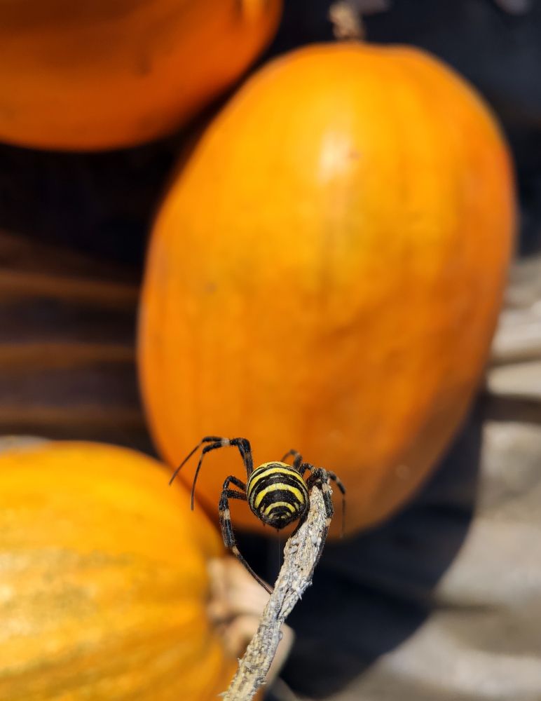 Wasp Spider on Pumpkin