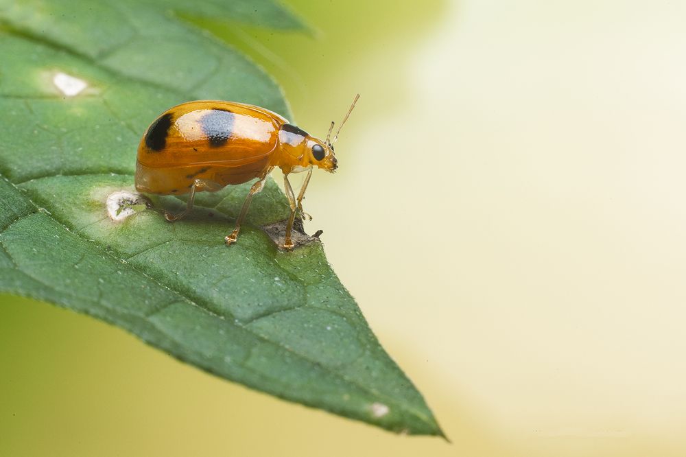 Photograph by Sachintha Wijenayake K.A