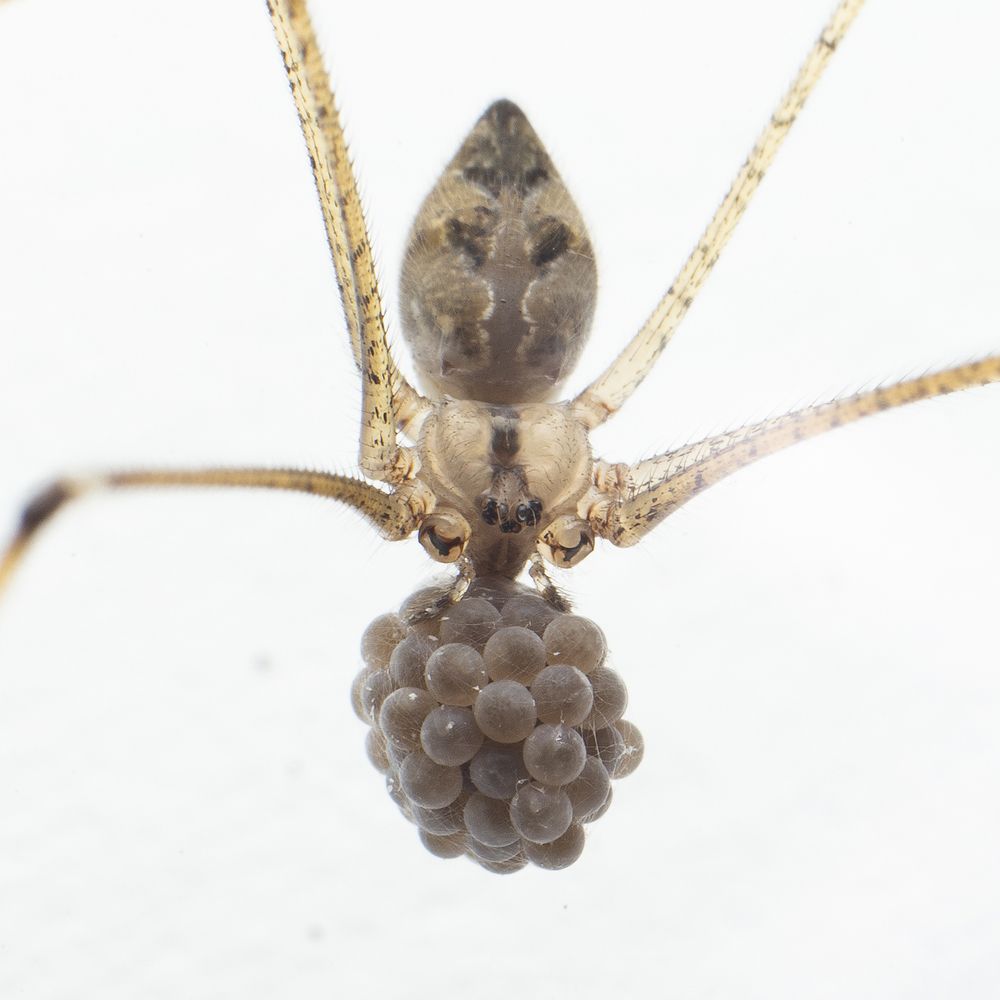 Photograph by Sachintha Wijenayake K.A