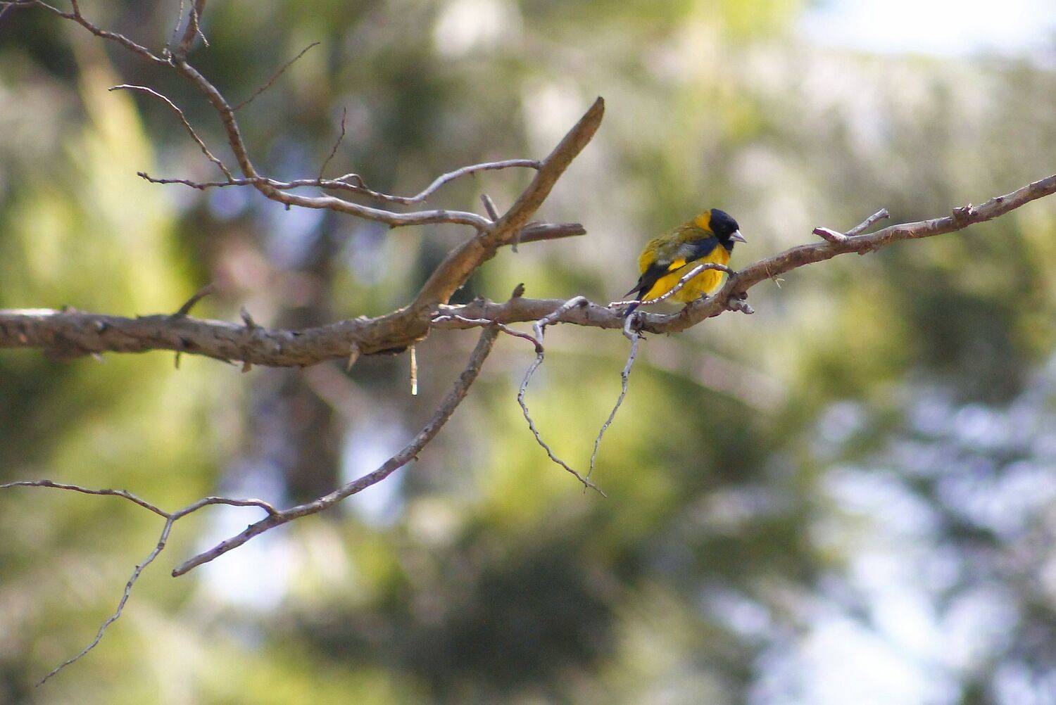 Oriole Baltimore morning