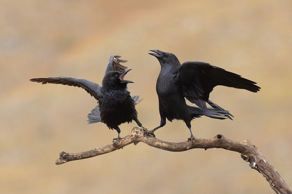Photograph by Petar Bogdanov