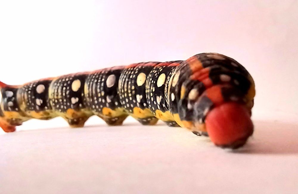 Photograph by Ольга Шевцова