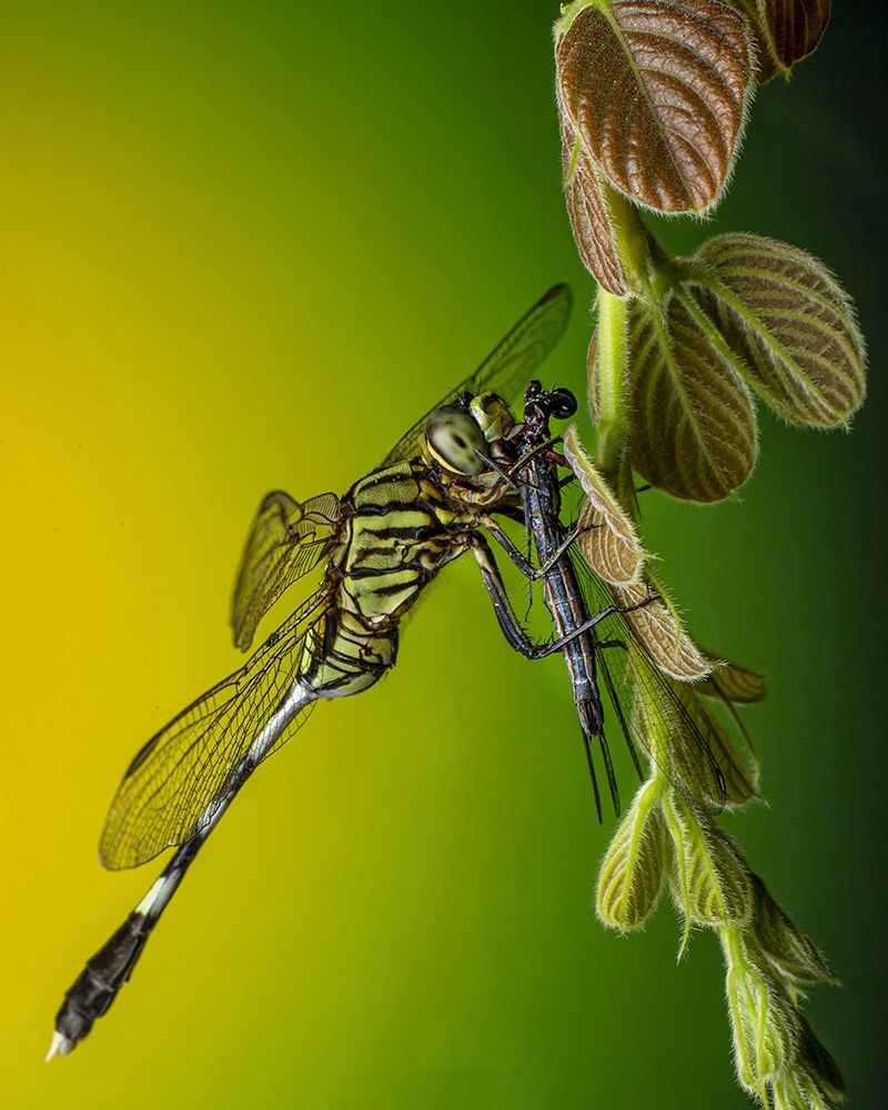 Photograph by Sachintha Wijenayake K.A