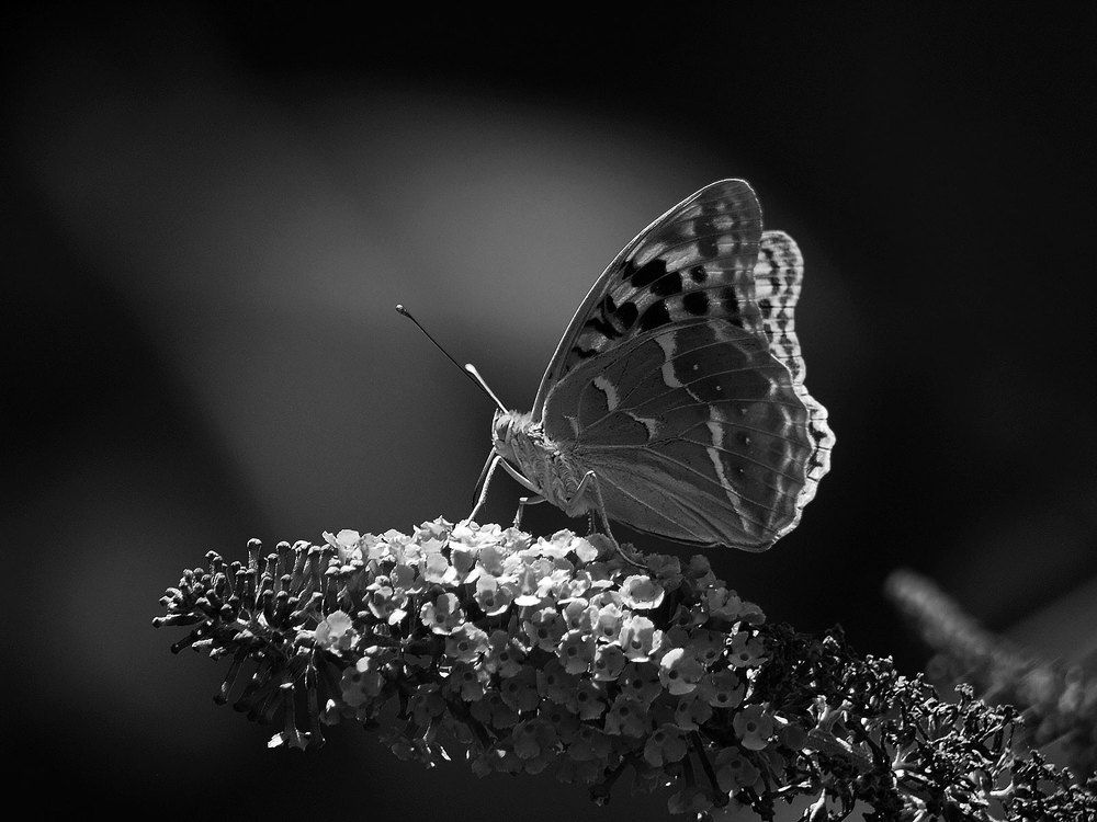 Photograph by Farid Ataei