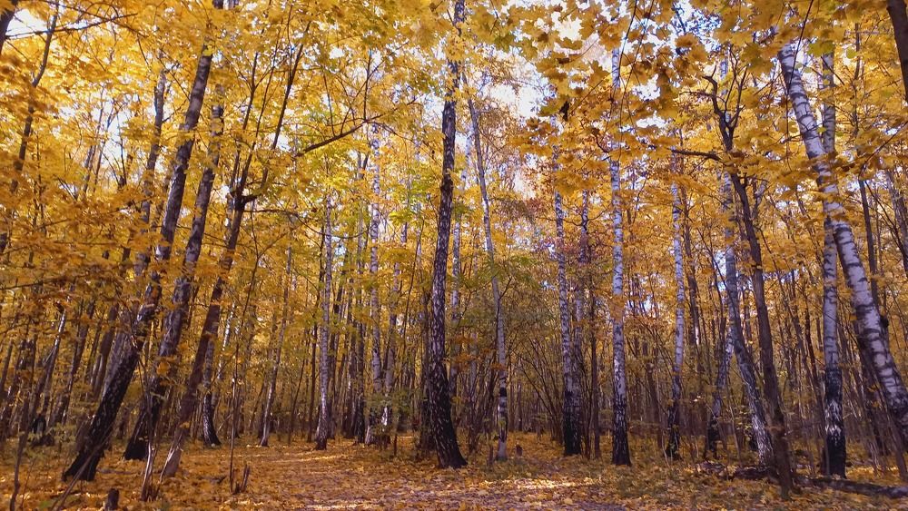 Photograph by Юлия Алпатова