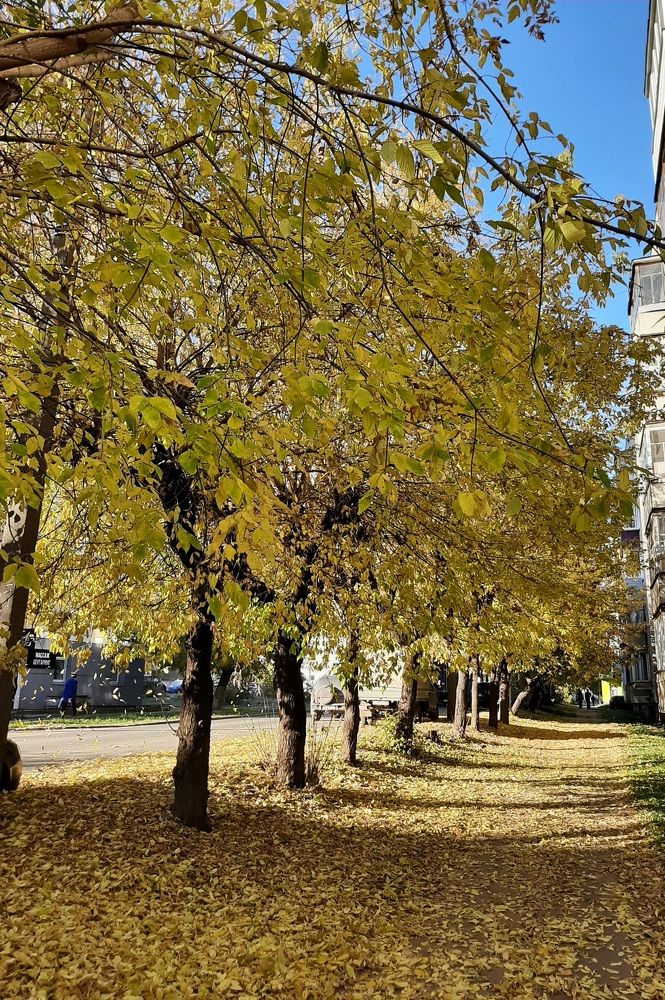 Осень в городе.