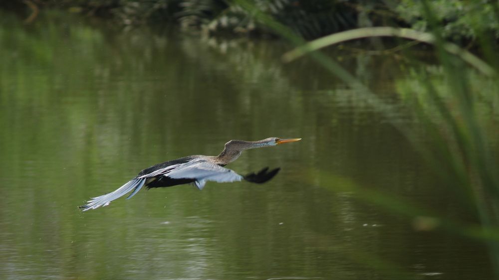 Photograph by Venki Venkatesh