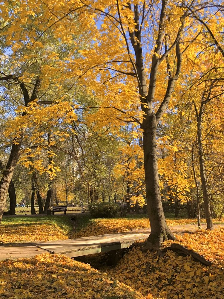 Осеннее золото