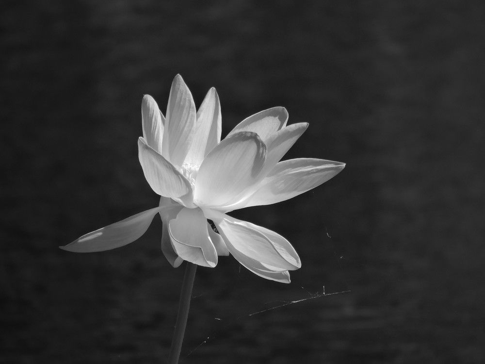 Lotus lake