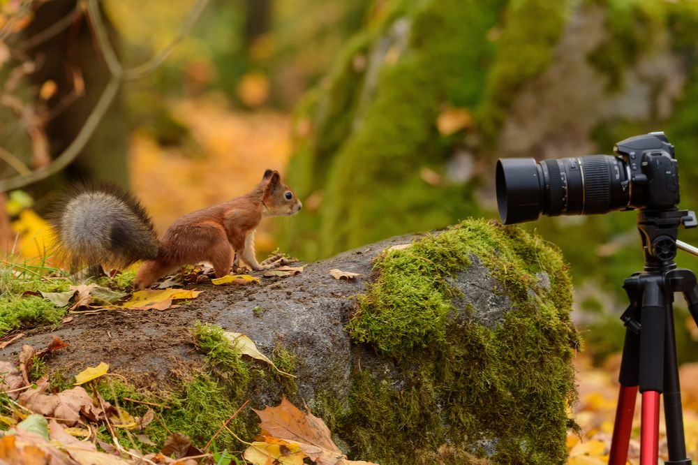 Любопытство/Curiosity